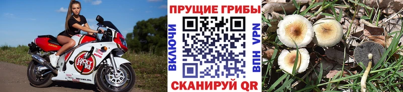 Галлюциногенные грибы Psilocybe  Купить закладки  Сургут 